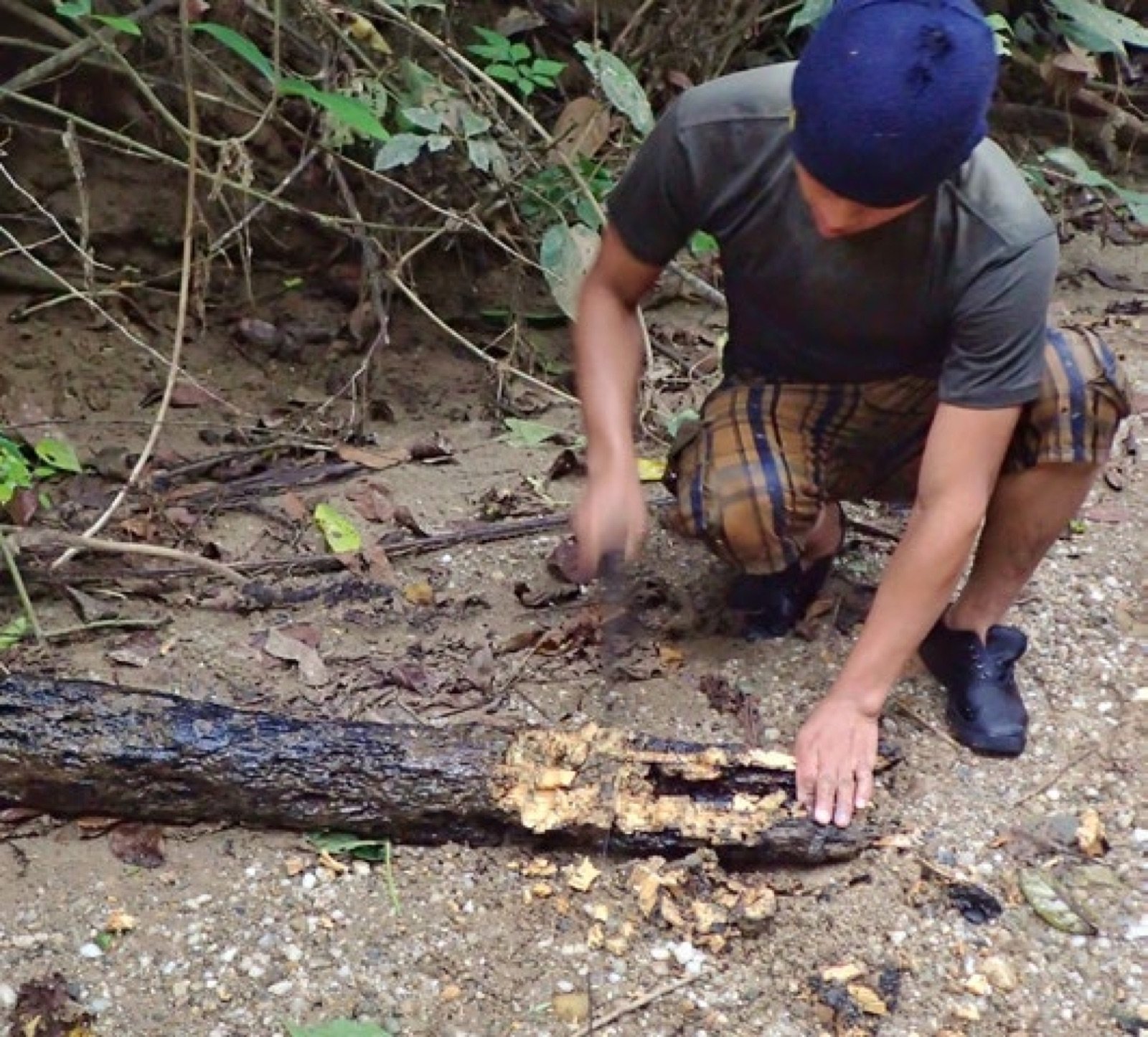 Ancistrus trouvé dans un tronc immergé sorti de la rivière