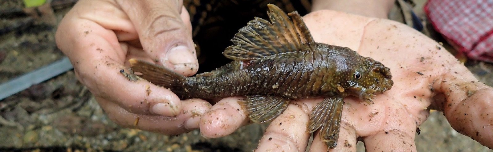Ancistrus capturé dans une branche creuse immergée, tenu dans les mains