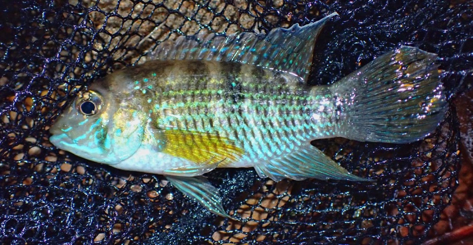 Andinoacara coeruleopunctatus, cichlidé péché dans le rio Santa Maria
