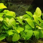 Anubias barteri variété nana en aquarium