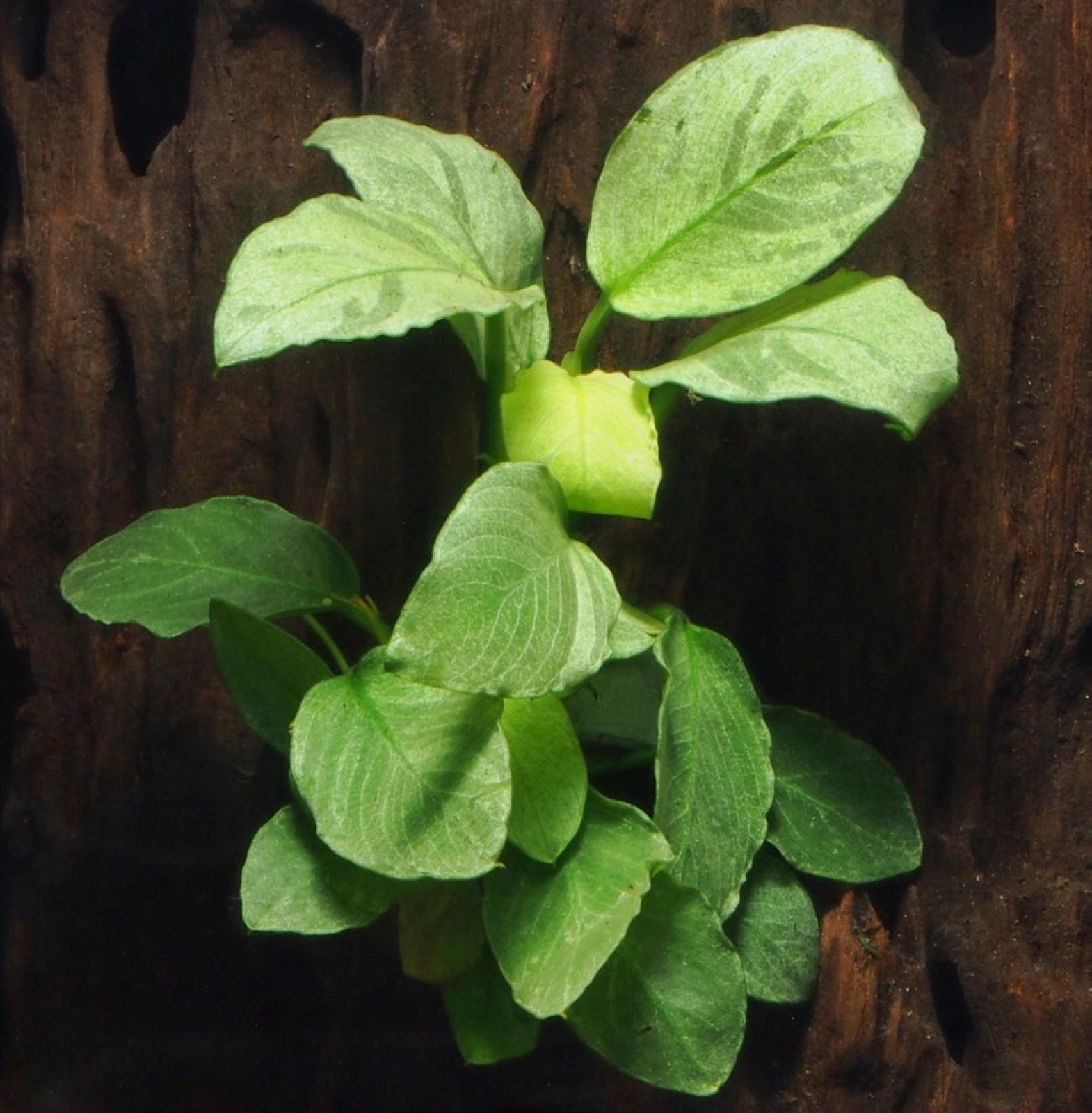 Anubias barteri variété nana Gold en culture en serre
