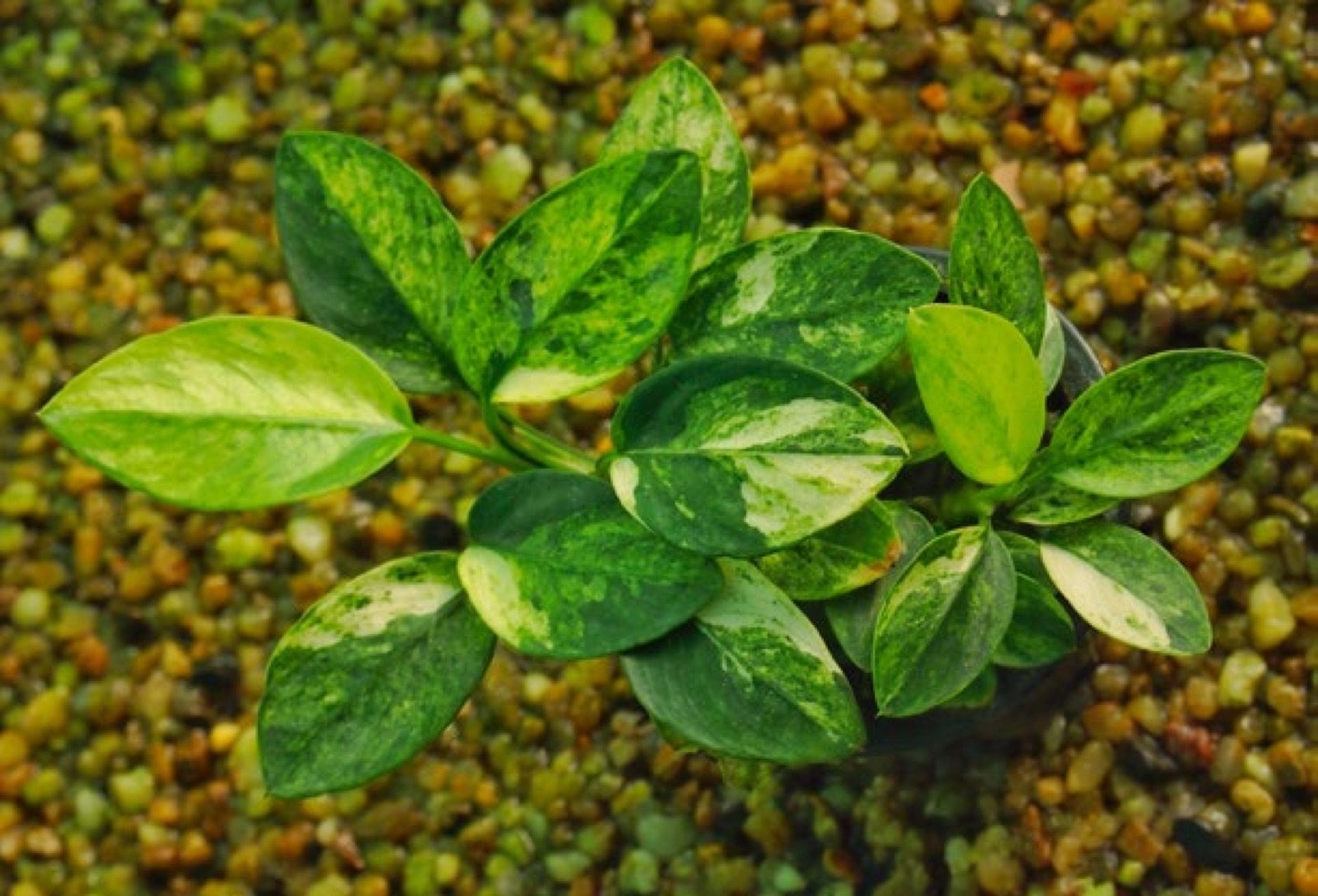 Anubias barteri variété nana Marble en culture en serre