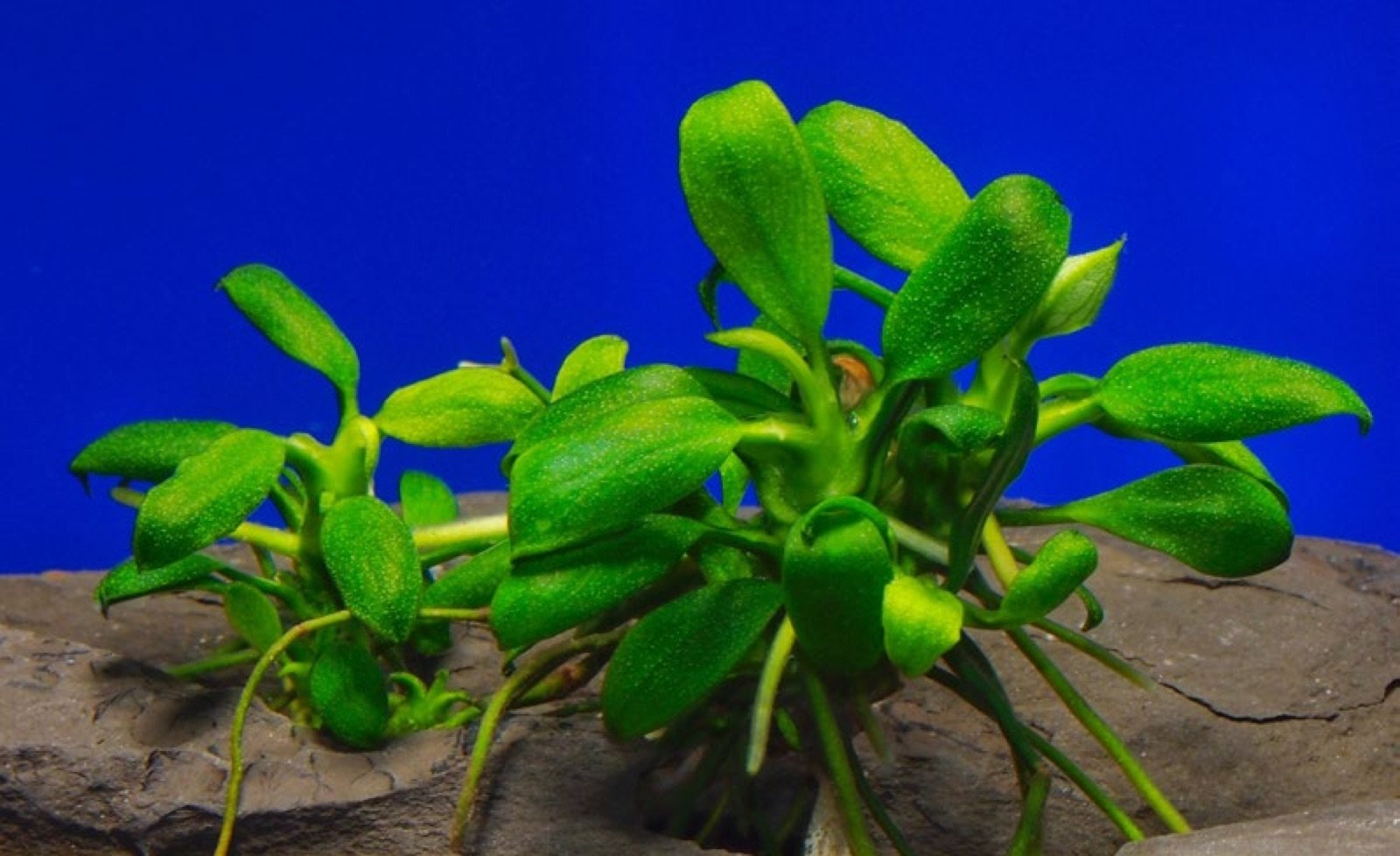 Anubias barteri variété nana Pangolino en aquarium