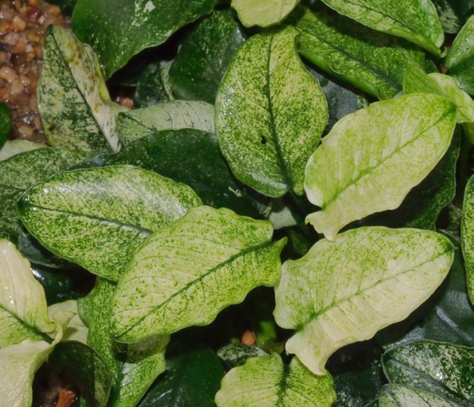 Anubias barteri variété nana Pinto en culture en serre