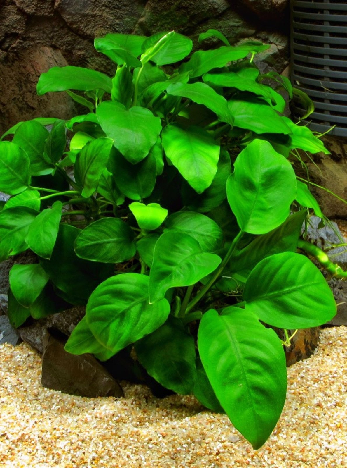 Anubias barteri variété nana, plante d'aquarium facile