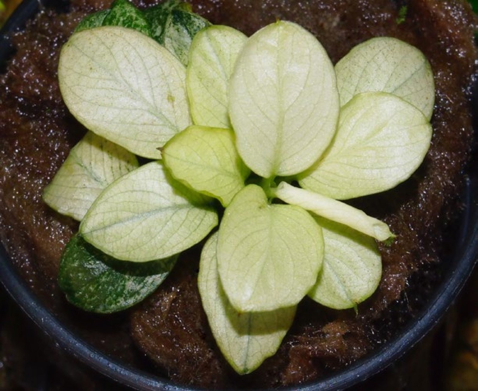 Anubias barteri variété nana White en culture en serre