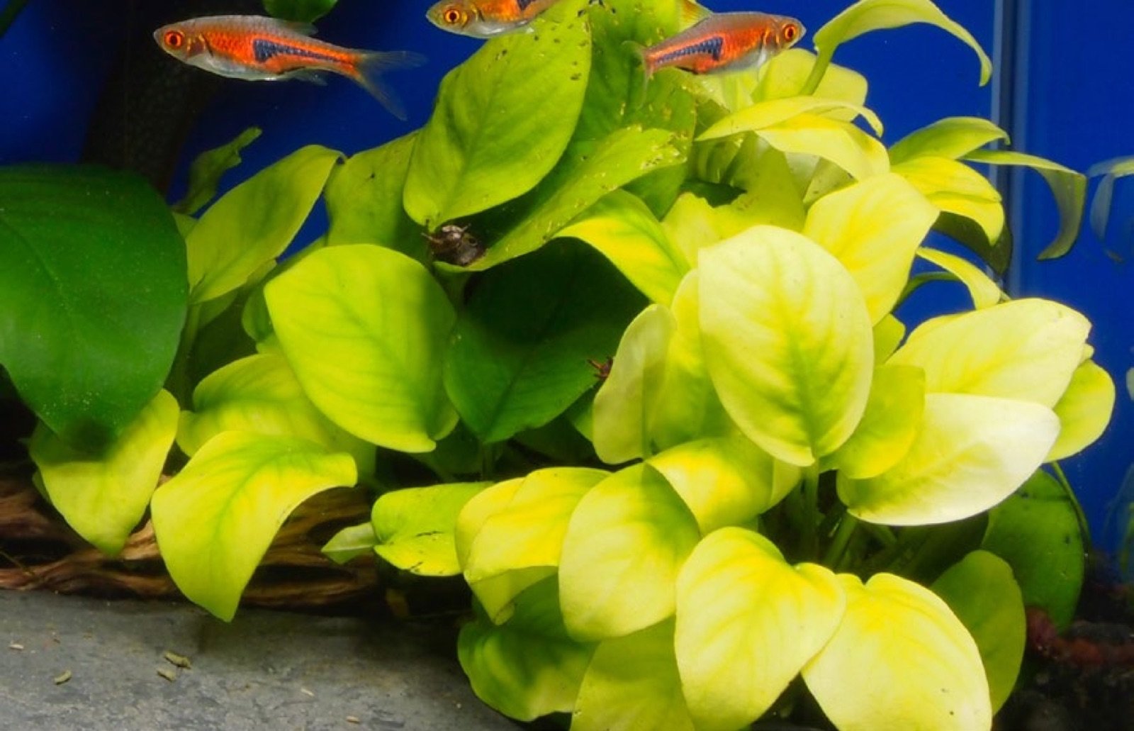 Anubias barteri variété nana Yellow en aquarium
