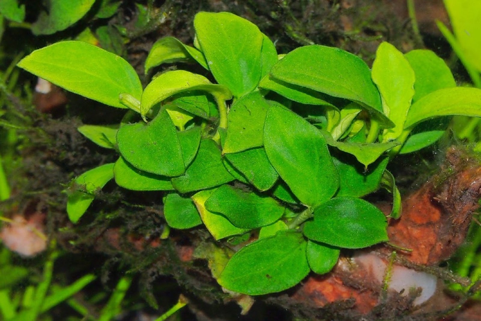 Anubias naine fixée sur une racine avec une colle spéciale