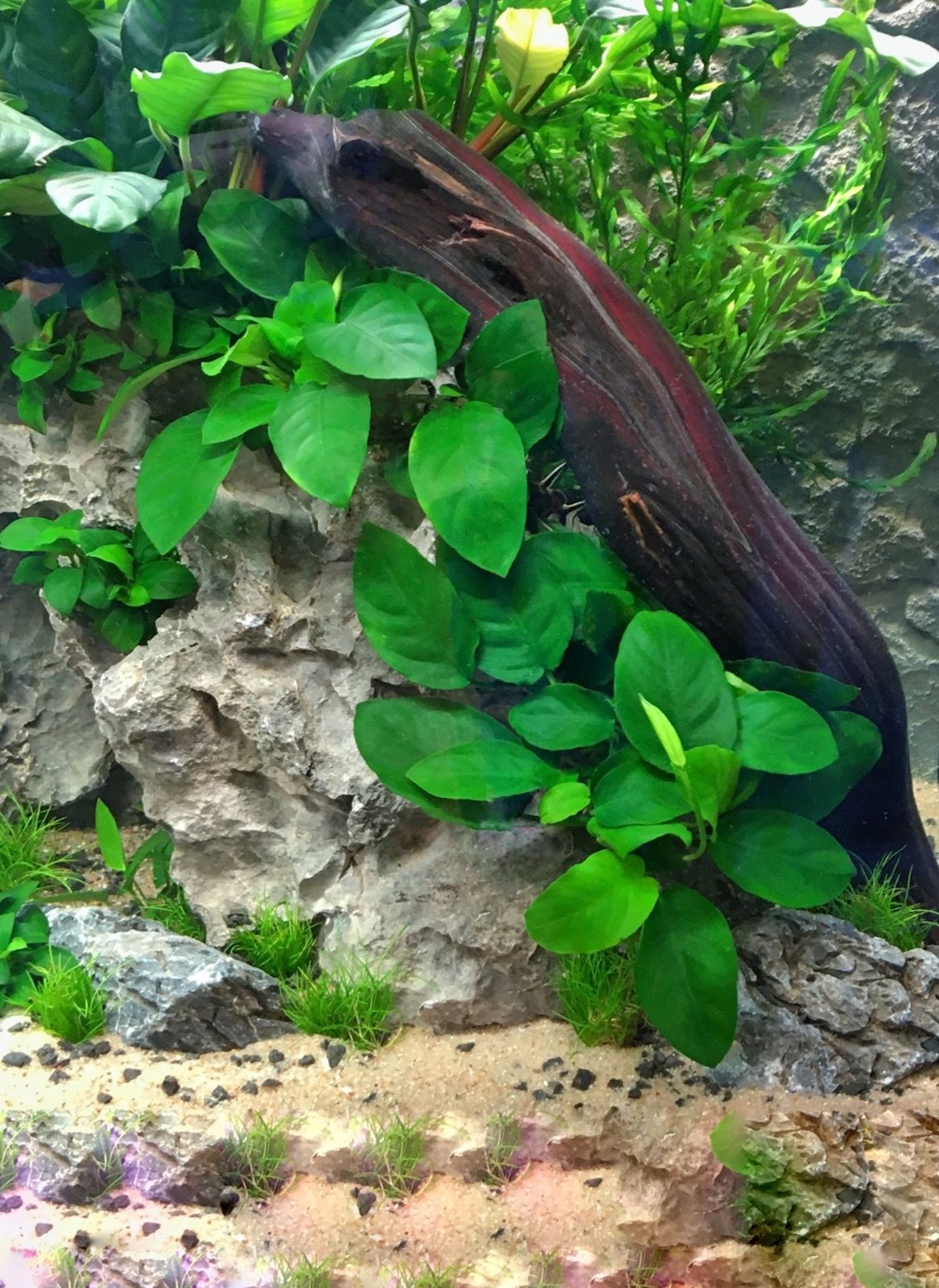 Anubias naine fixée sur une racine dans un aquarium décoratif