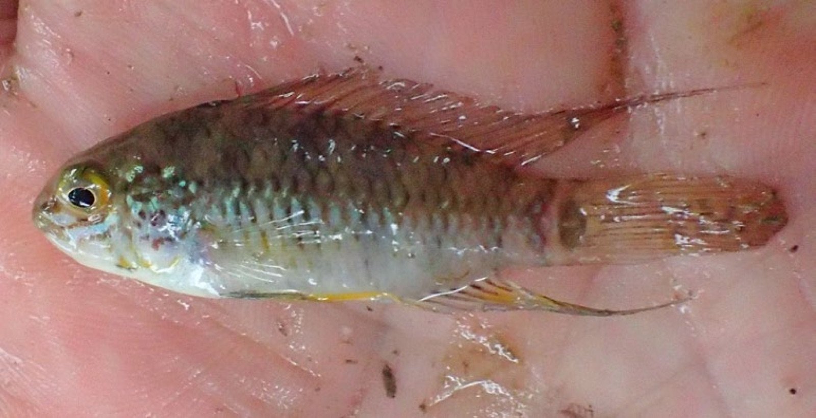 Apistogramma luelingi mâle pêché dans l’Amazonie péruvienne