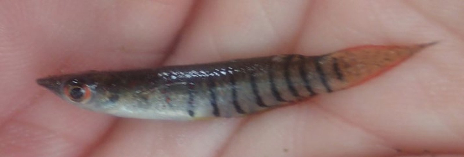 Aplocheilus lineatus de la localité d'Alleppey