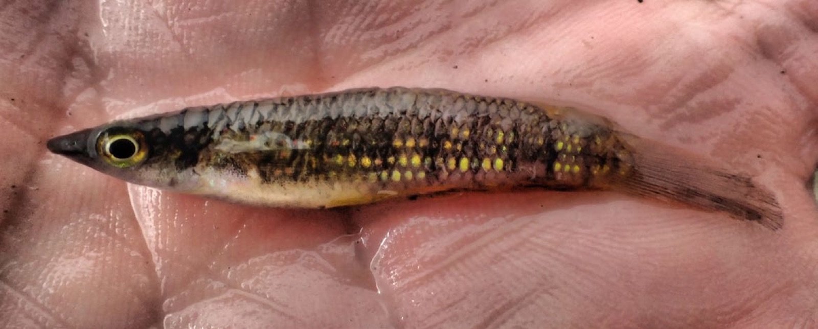 Aplocheilus lineatus tenu en main, capturé près de Hampi