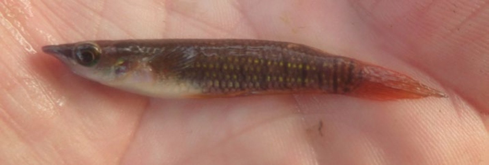 Aplocheilus lineatus de la localité de Monkey Island