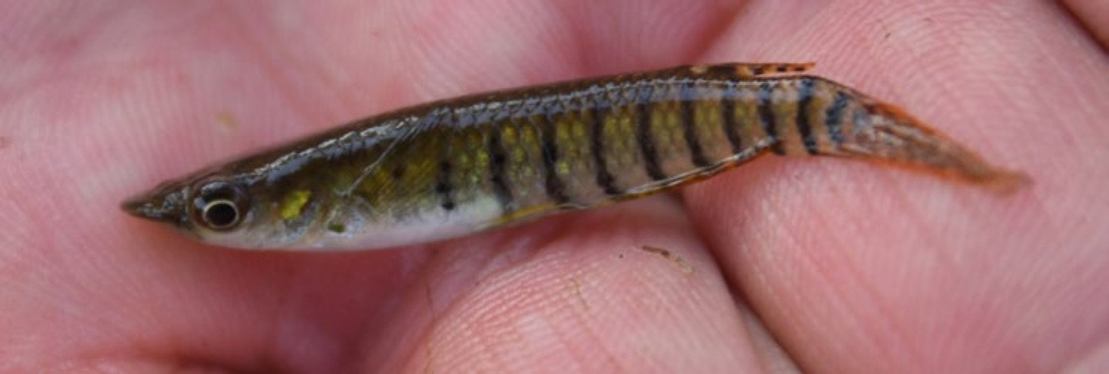 Aplocheilus lineatus de la localité de Varkala