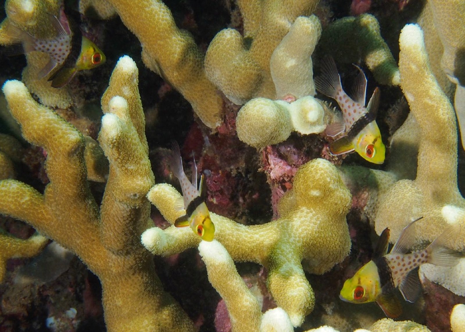 Sphaeramia nematoptera adulte entre les branches d'un Acropora