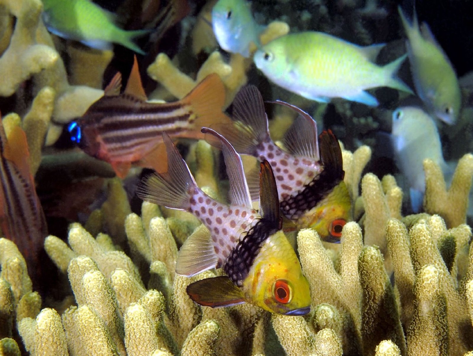 Sphaeramia nematoptera partage son territoire avec des apogons et la demoiselle Chromis viridis
