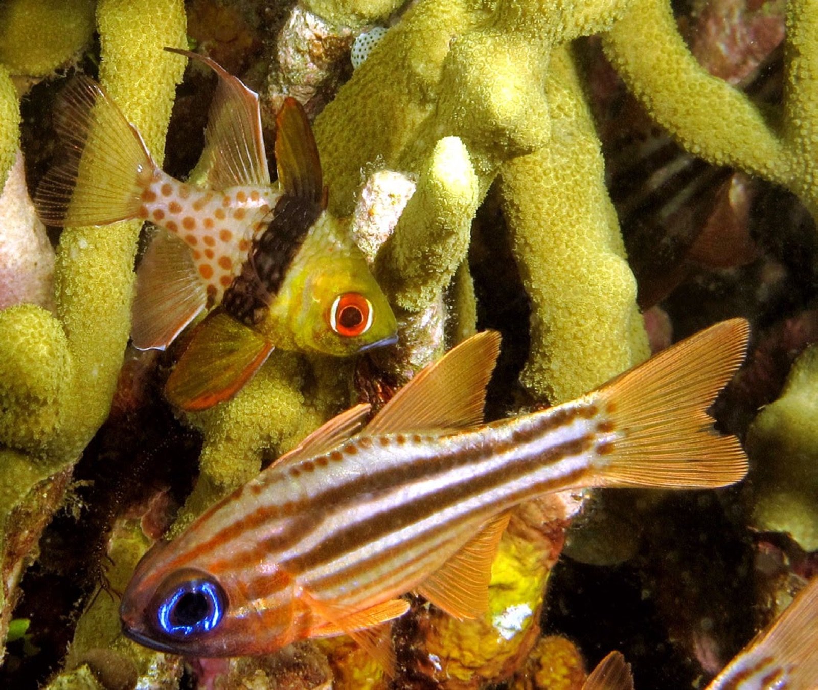 Sphaeramia nematoptera partage son habitat avec plusieurs apogons dont Ostorhinchus compressus