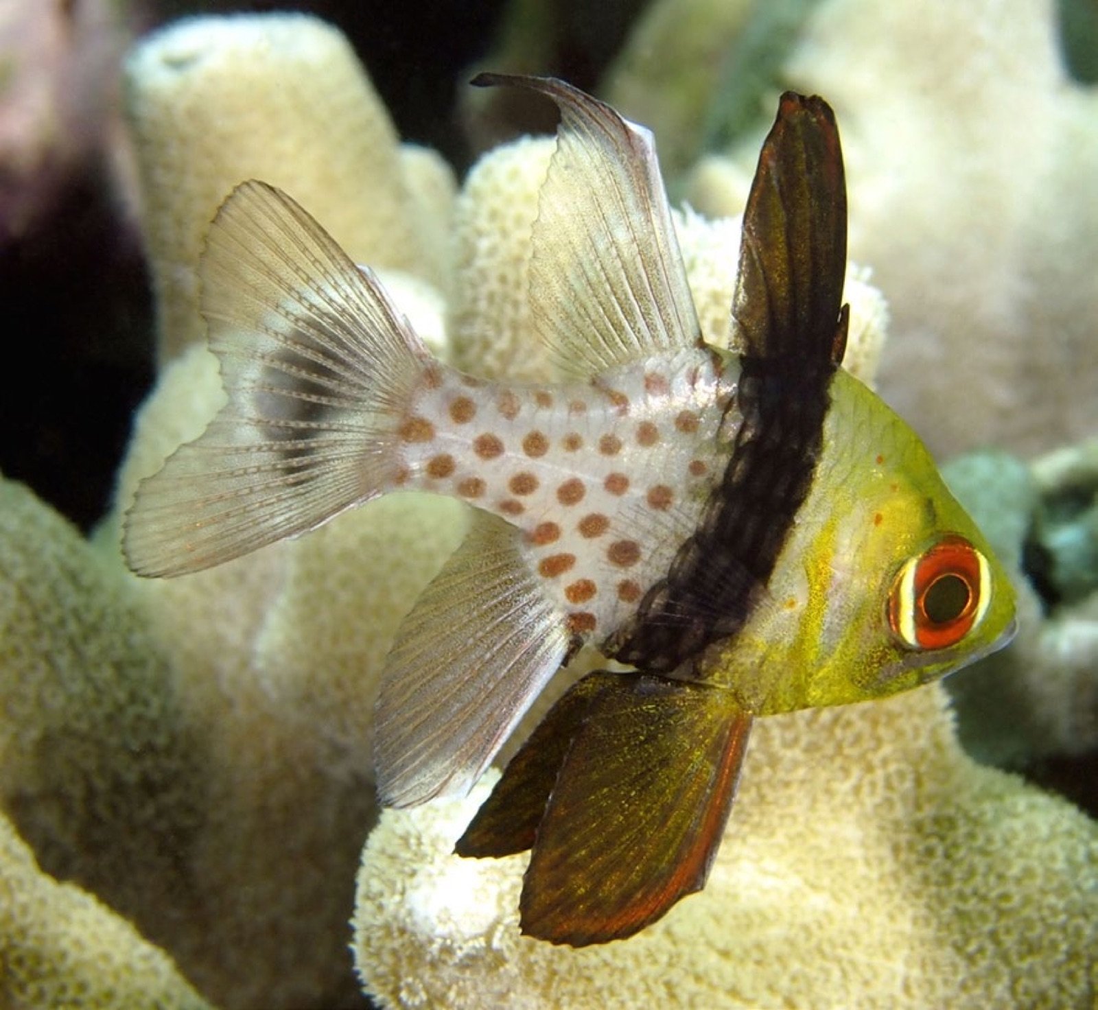 Sphaeramia nematoptera sub-adulte juste sous le sommet du corail