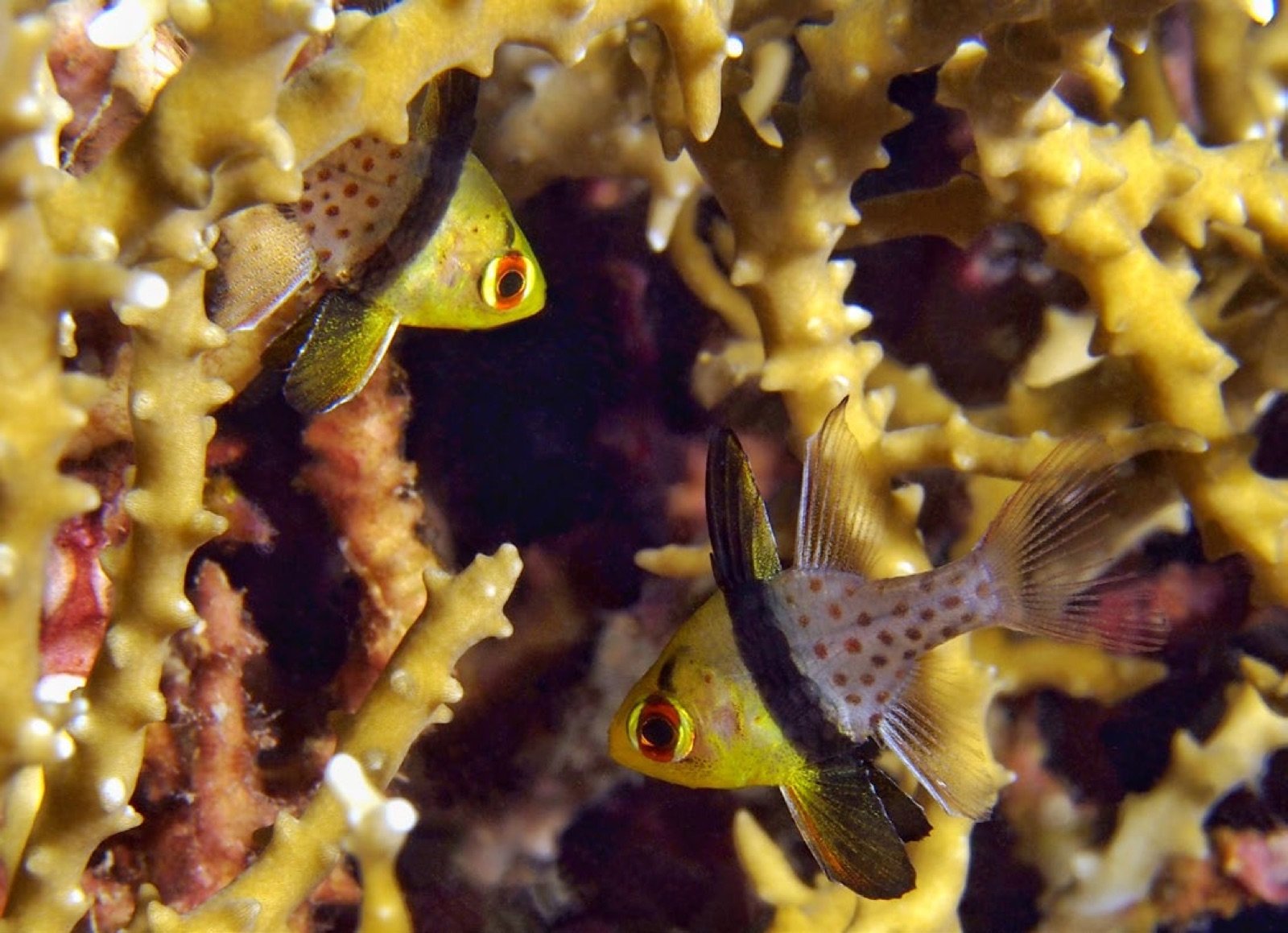 Sphaeramia nematoptera sub-adultes entre les branches d'un Anacropora