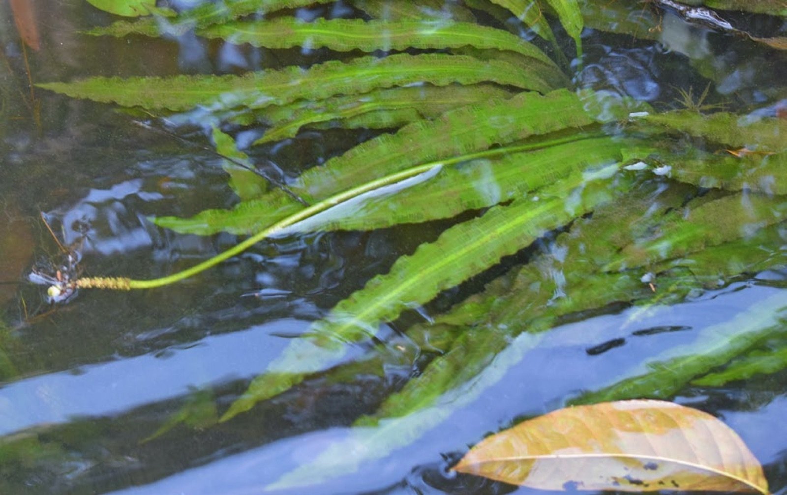 Plante aquatique Aponogeton appendiculatus dans l'eau