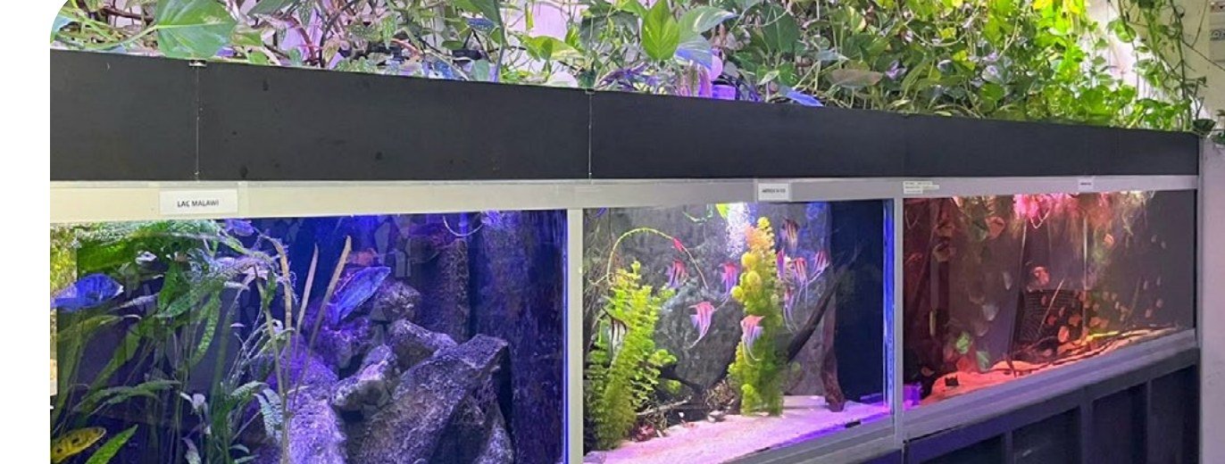 Rangée d’aquariums aux biotopes variés au club Aqua Saint Pat