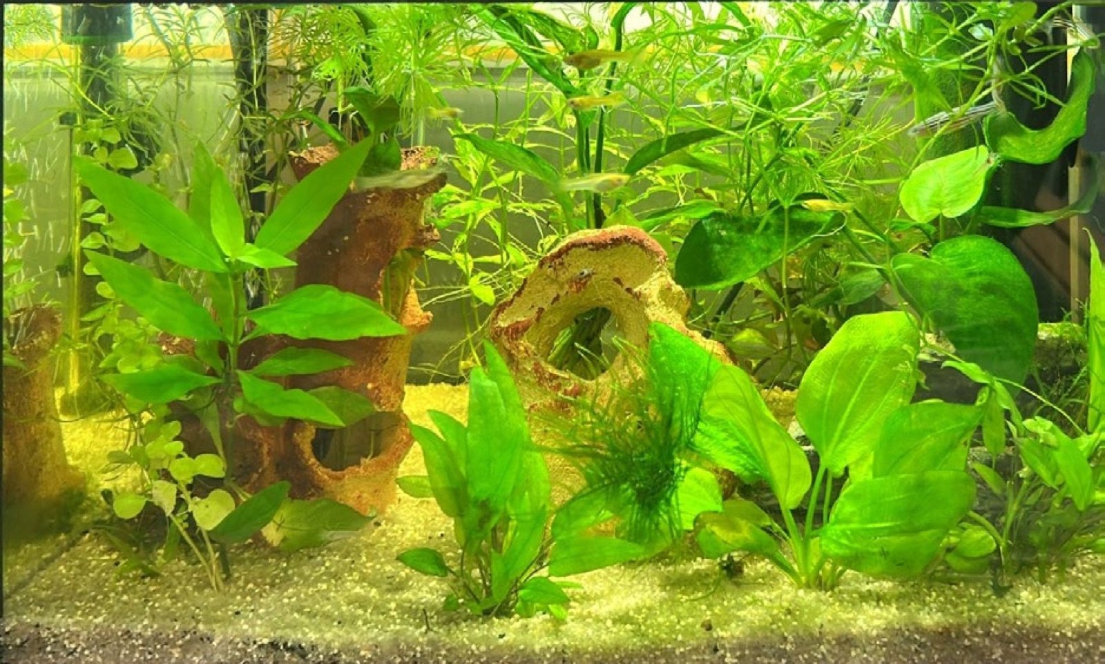 Aquarium 30 litres arrivé à maturité en classe