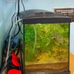Aquarium 30 litres planté en classe