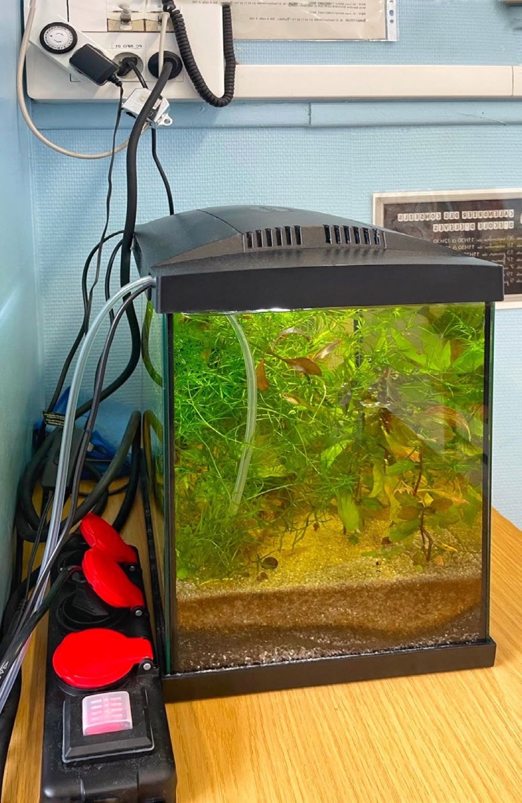 Aquarium 30 litres planté en classe