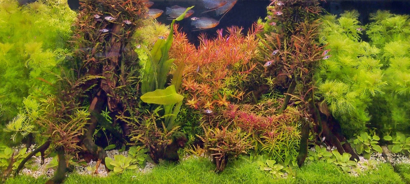 Aquarium densément planté sur le thème d'une population asiatique pour le gourami perlé