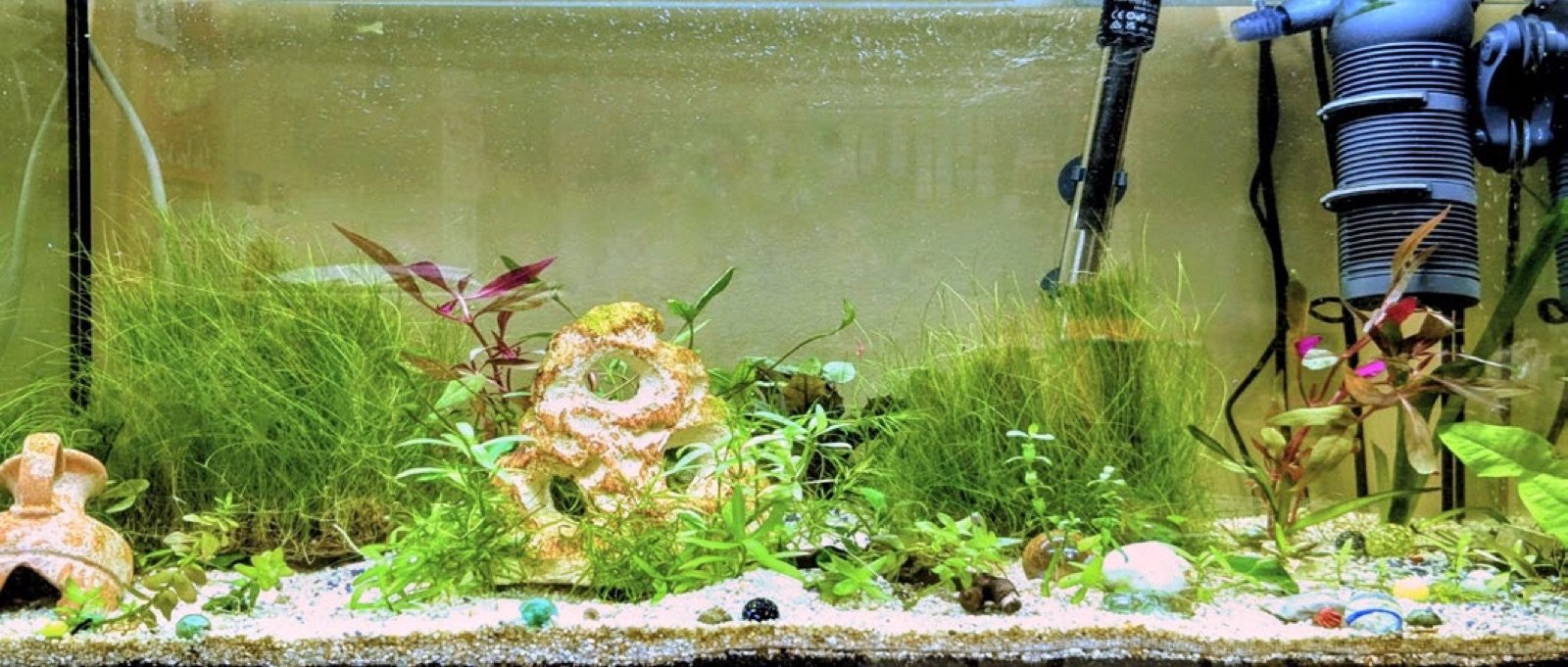 L'aquarium de la classe planté, le 17 octobre