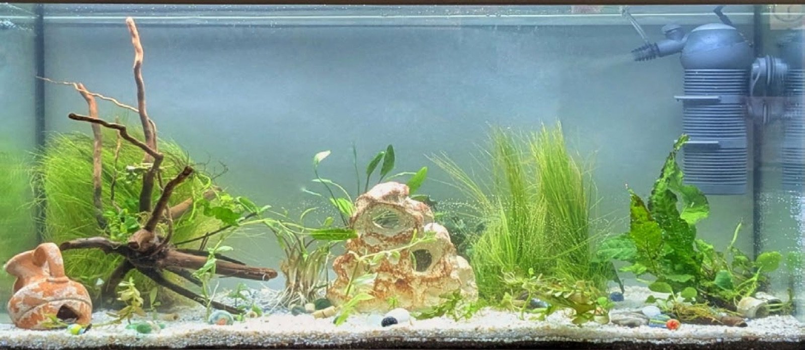 L'aquarium de la classe après les vacances, le 19 novembre