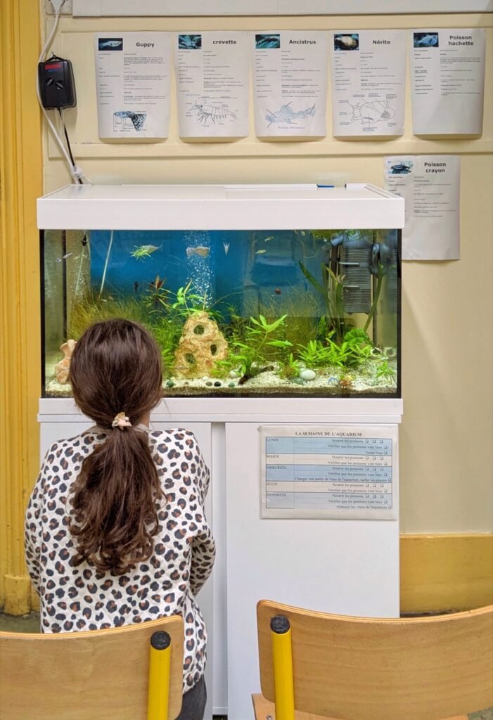 Une élève observe l'aquarium installé dans sa classe