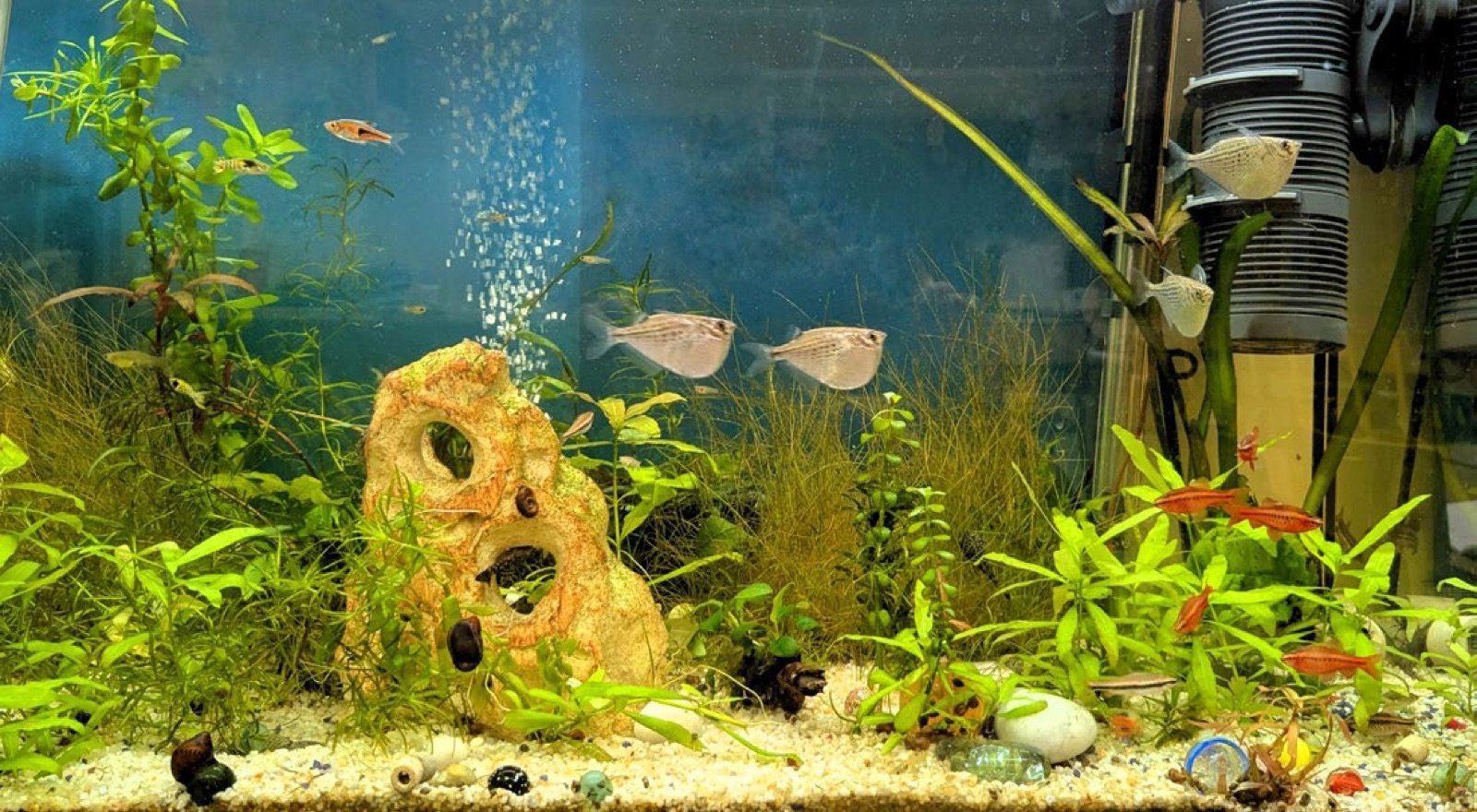 L'aquarium de la classe avec ses poissons en décembre