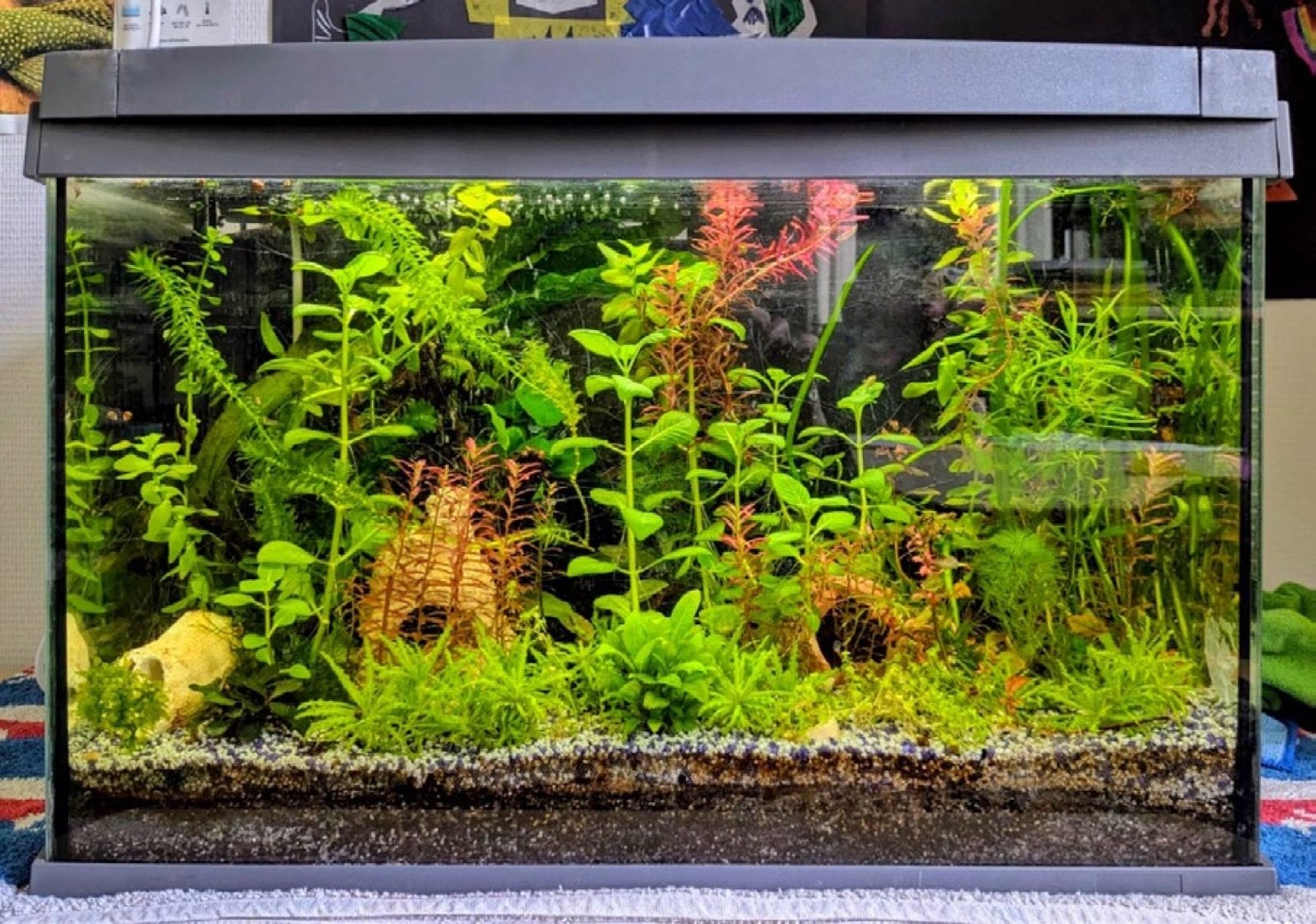 Premier aquarium planté installé suite à la formation