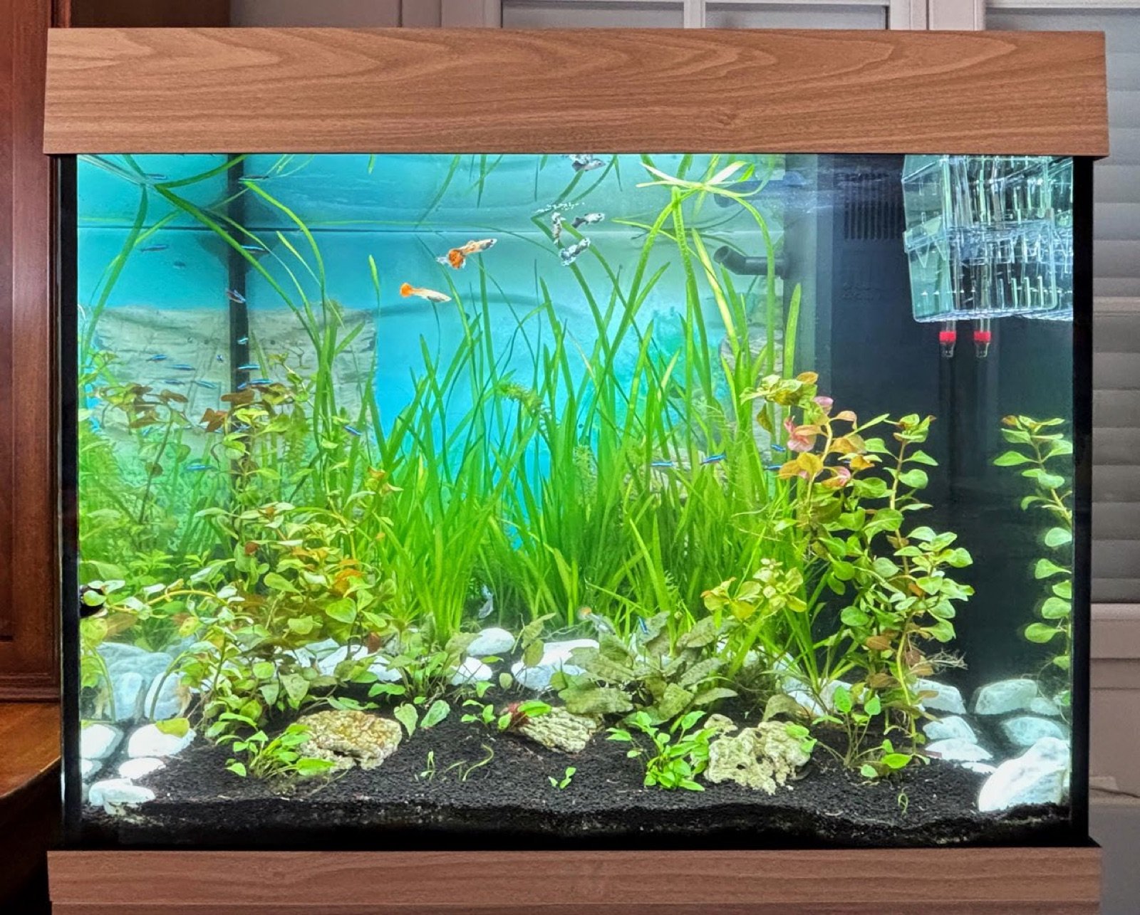 Aquarium peuplé de guppys avec un pondoir pour protéger les premiers alevins