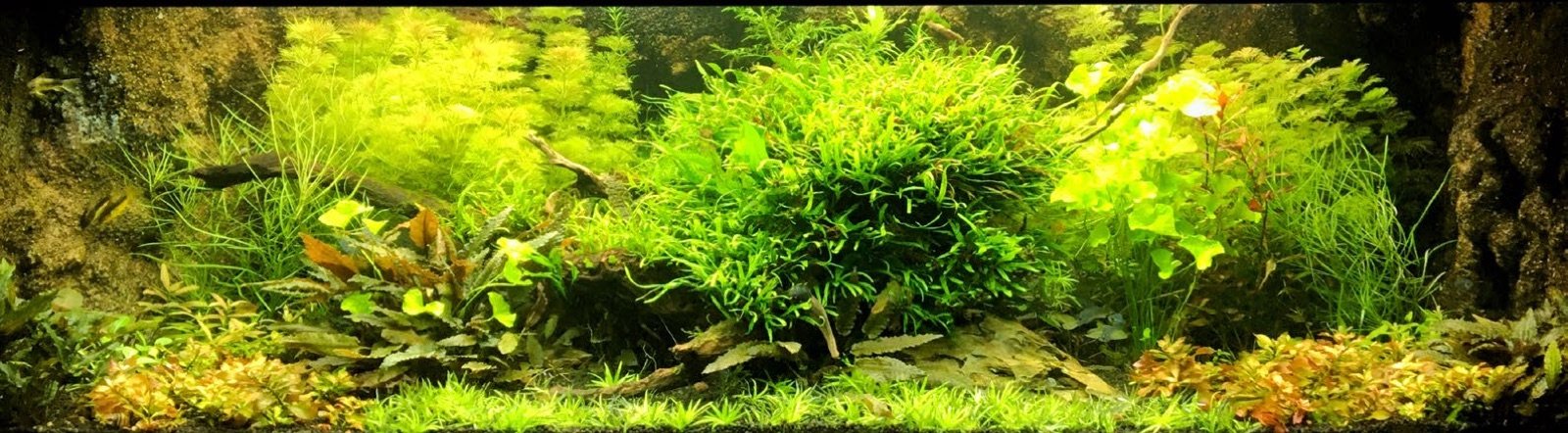Aquarium planté illustrant les différents modes de multiplication végétative