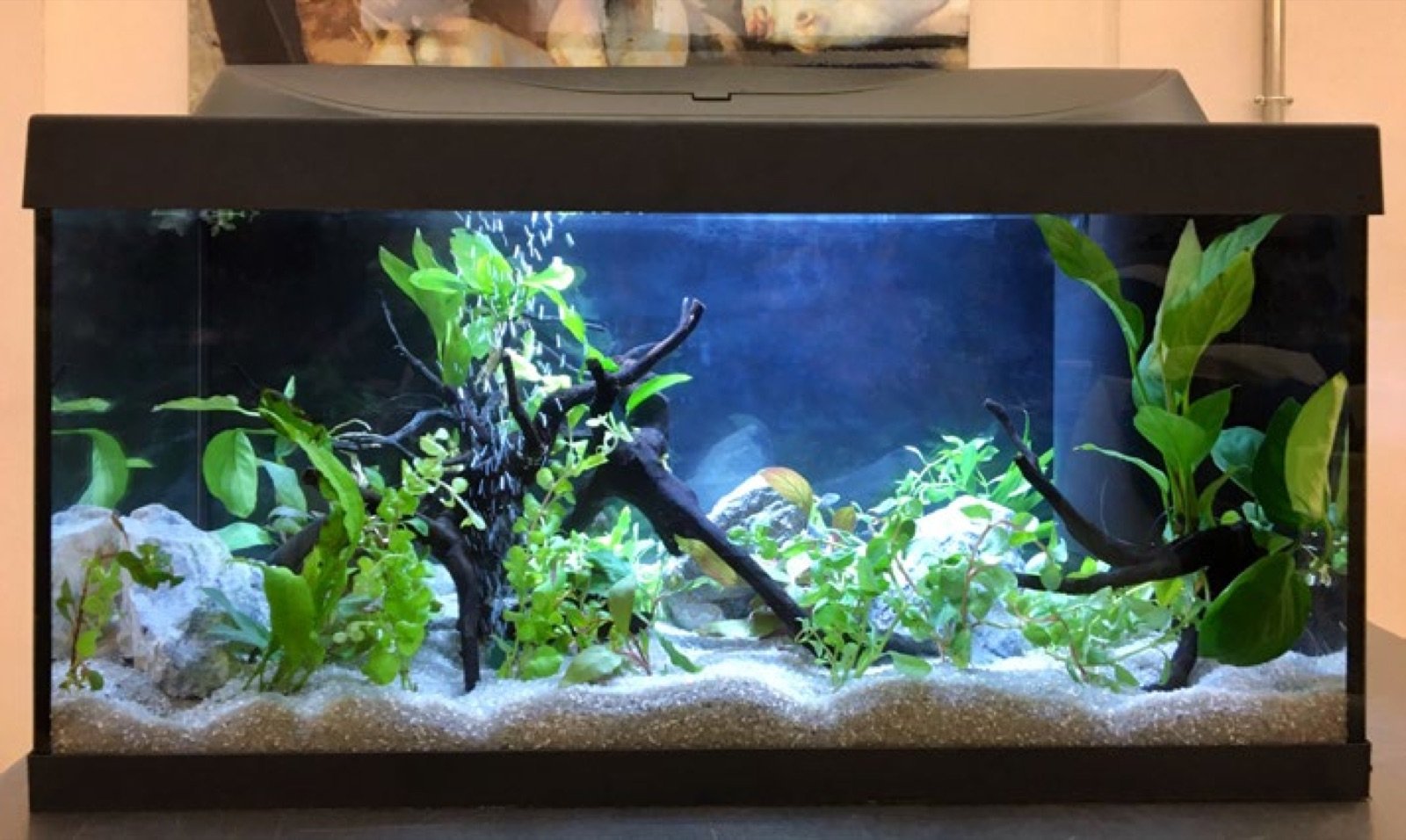 Aquarium de 60 cm réalisé par les stagiaires pendant la session 2026