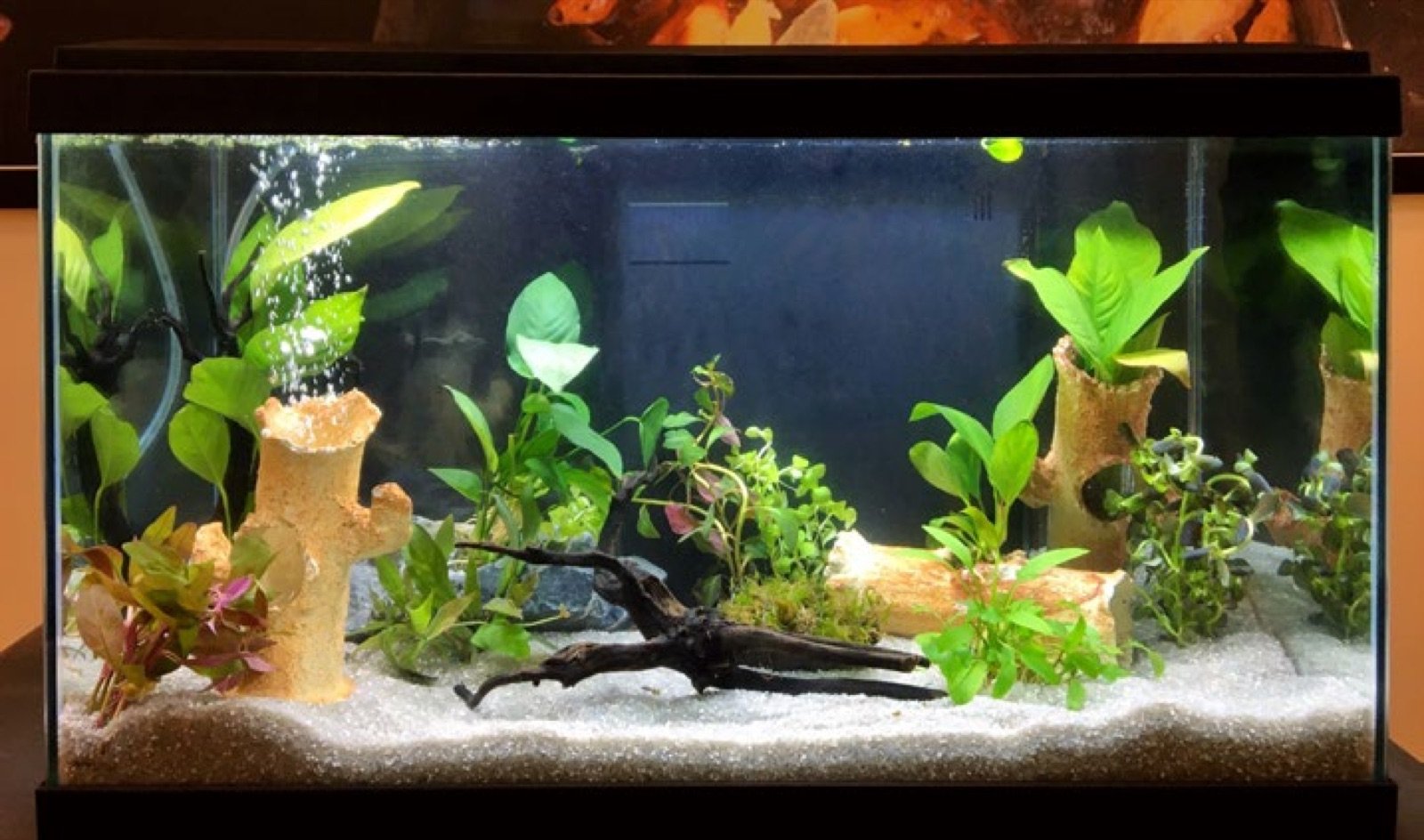 Aquarium de 60 cm réalisé par les stagiaires pendant la session 2026