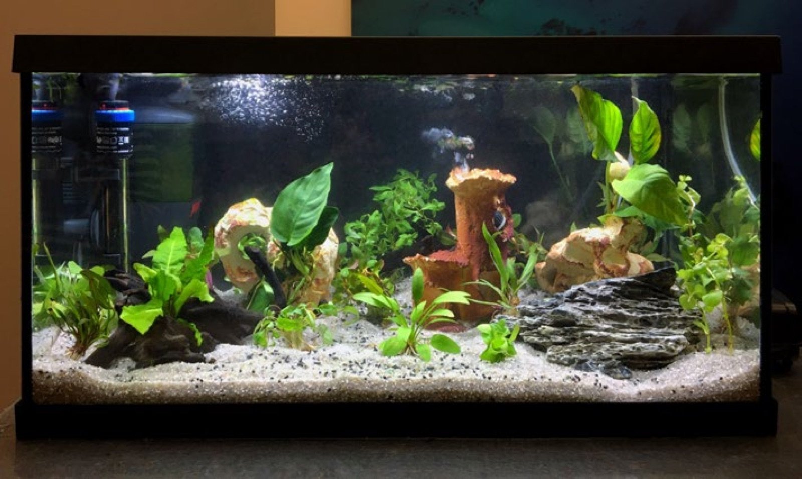 Aquarium de 60 cm réalisé par les stagiaires pendant la session 2026