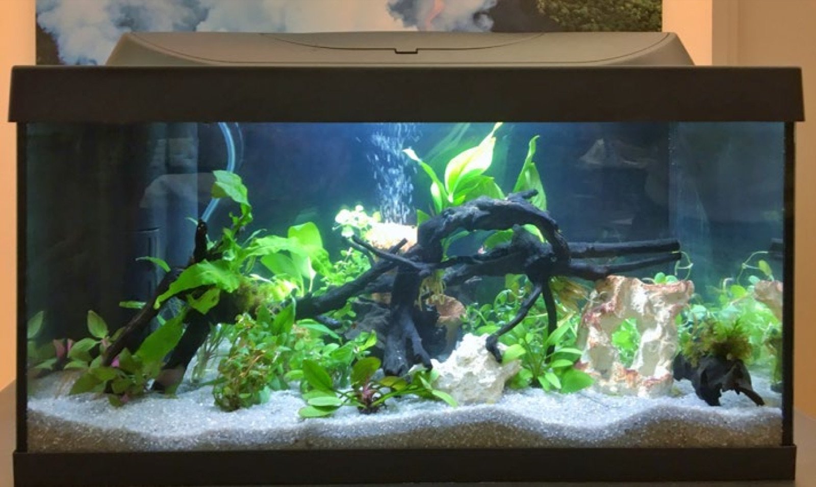 Aquarium de 60 cm réalisé par les stagiaires pendant la session 2026