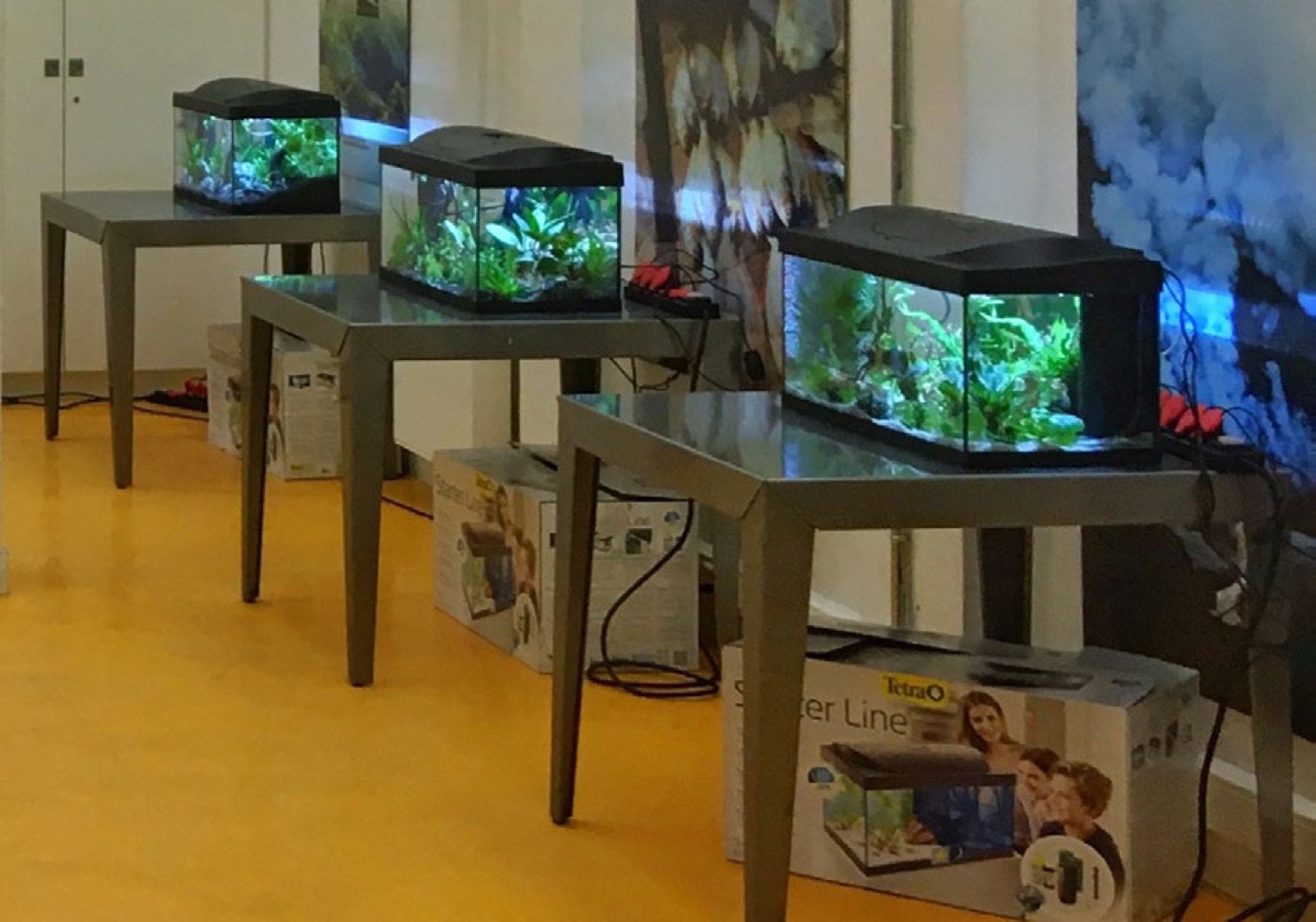 Aquariums installés lors de la formation Aquarium en classe précédente