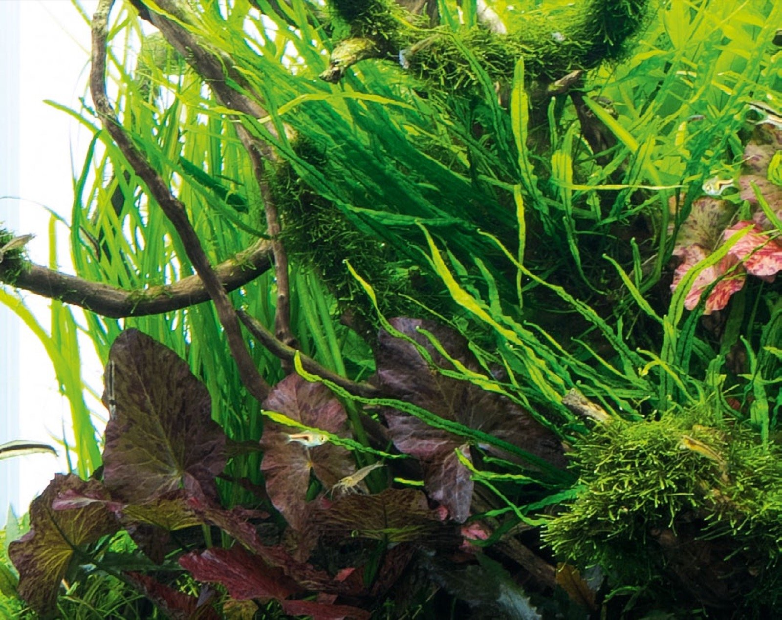 Feuilles rubanées et lotus Tiger à fin feuillage restituant une atmosphère subaquatique