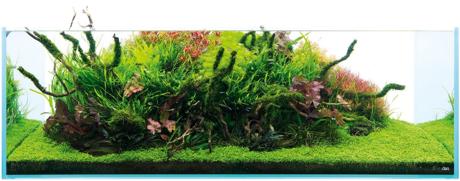 Aquascape monticule terminé, coloration des colonies de plantes rouges et vertes