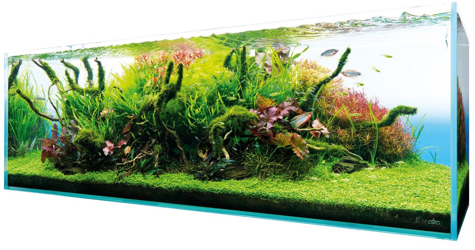 Aquascape en monticule terminé, vue d'ensemble de l'aquarium planté