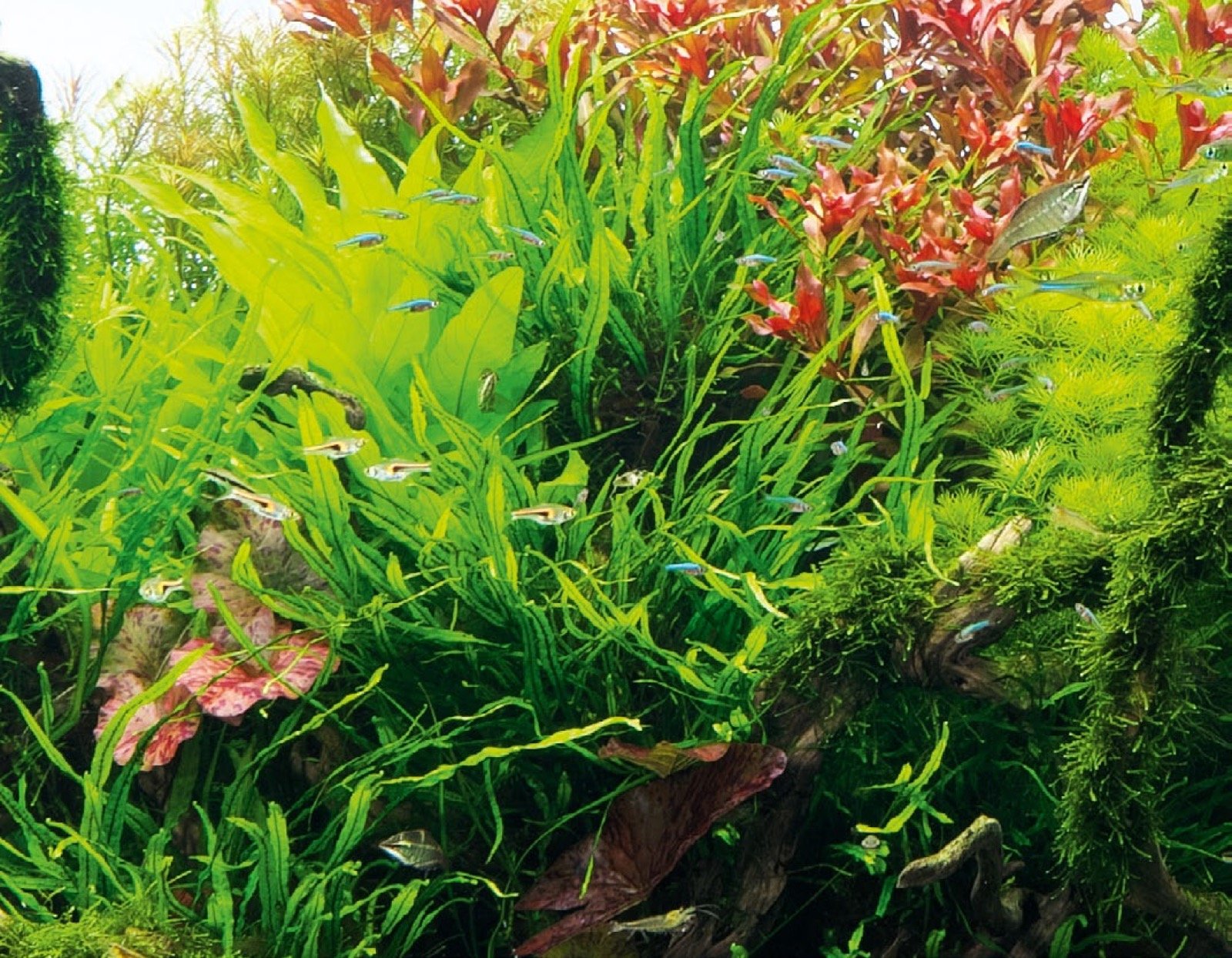 Contraste rouge et vert entre Ludwigia glandulosa, Hygrophila stricta et Myriophyllum