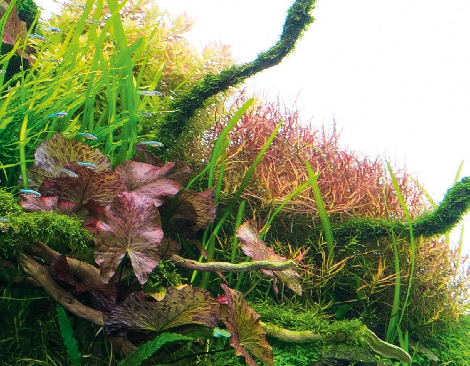 Ludwigia sp. Needle Leaf rouge sombre disposée au bord du massif de plantes caulescentes