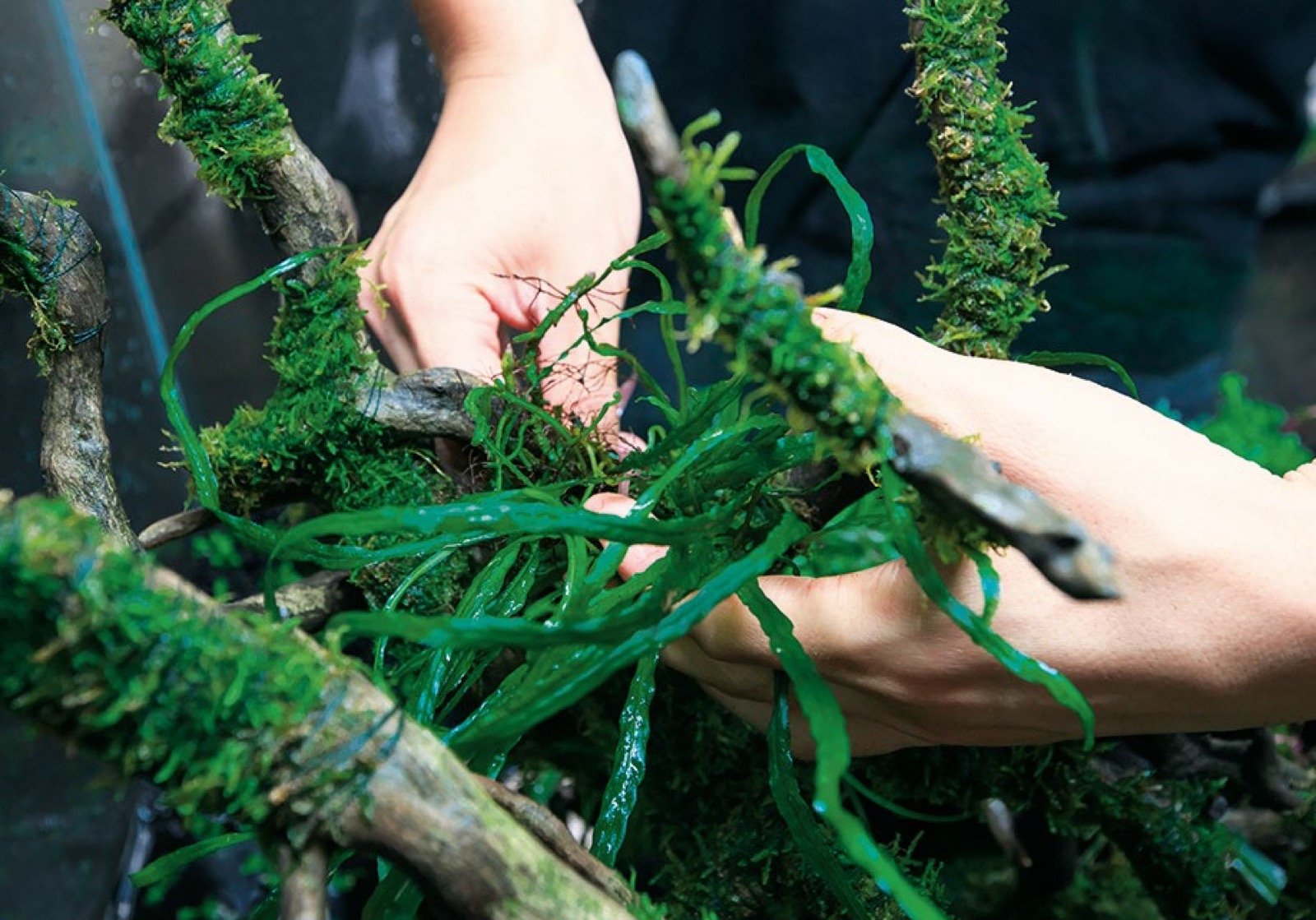Fixation des massifs de Microsorum Narrow Leaf sur la racine à la main