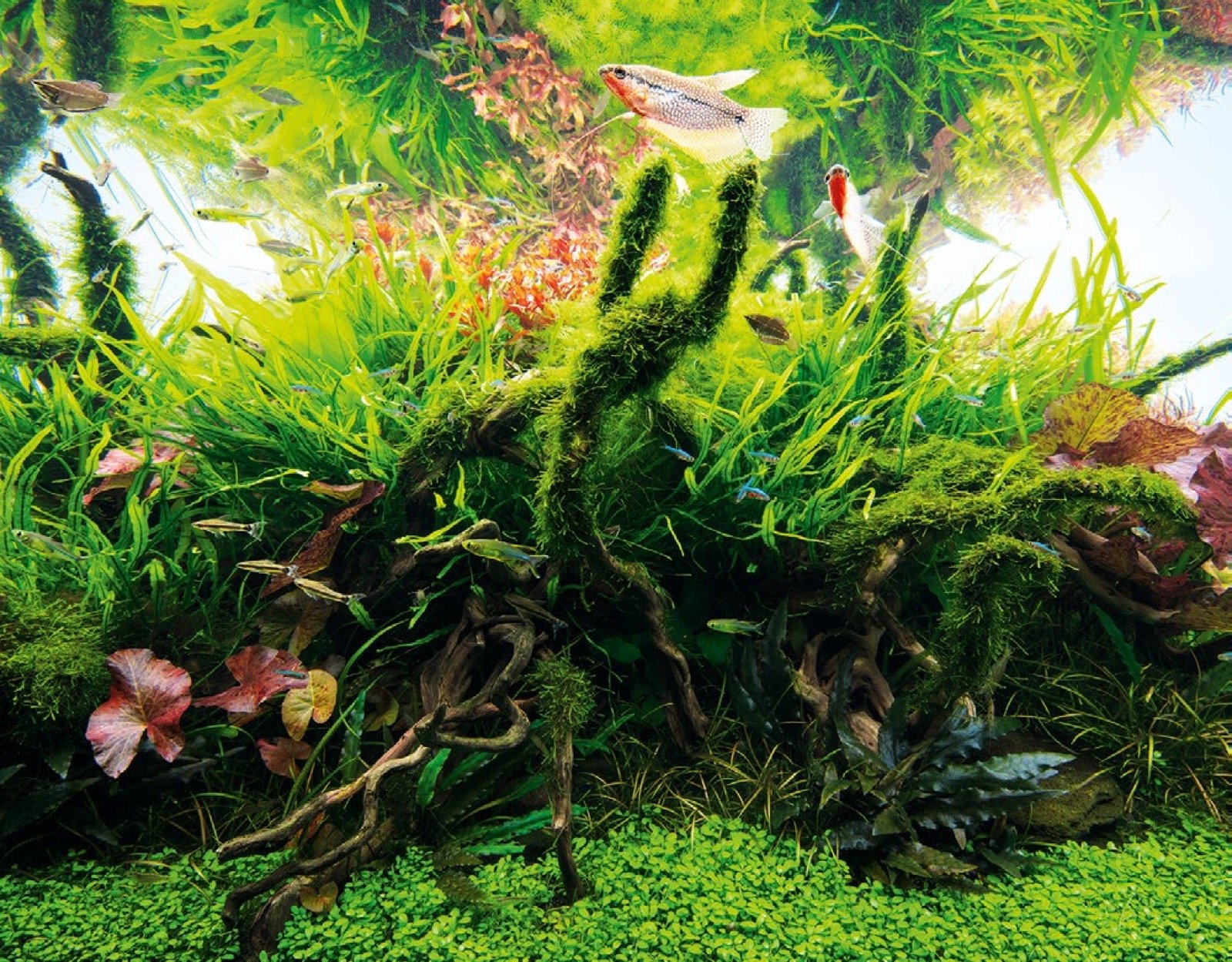 Cryptocoryne brunes créant des zones ombragées qui mettent en valeur les plantes à tiges