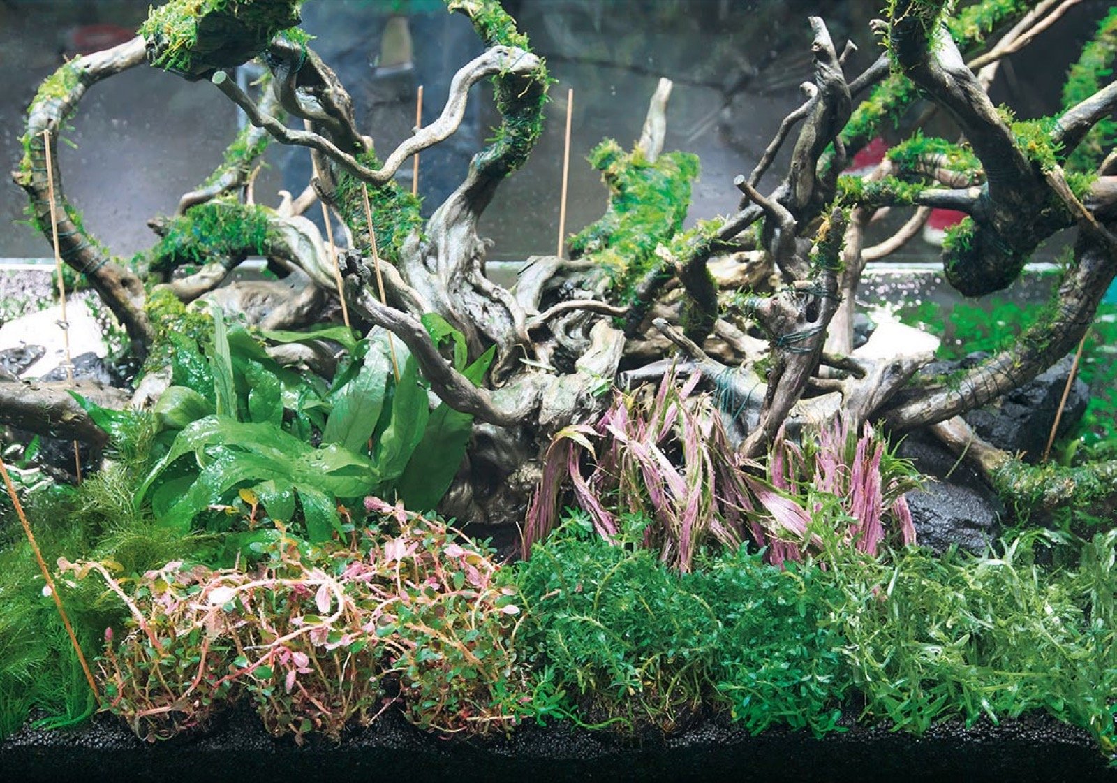 Mise en place des plantes caulescentes Rotala et Ludwigia dans le monticule