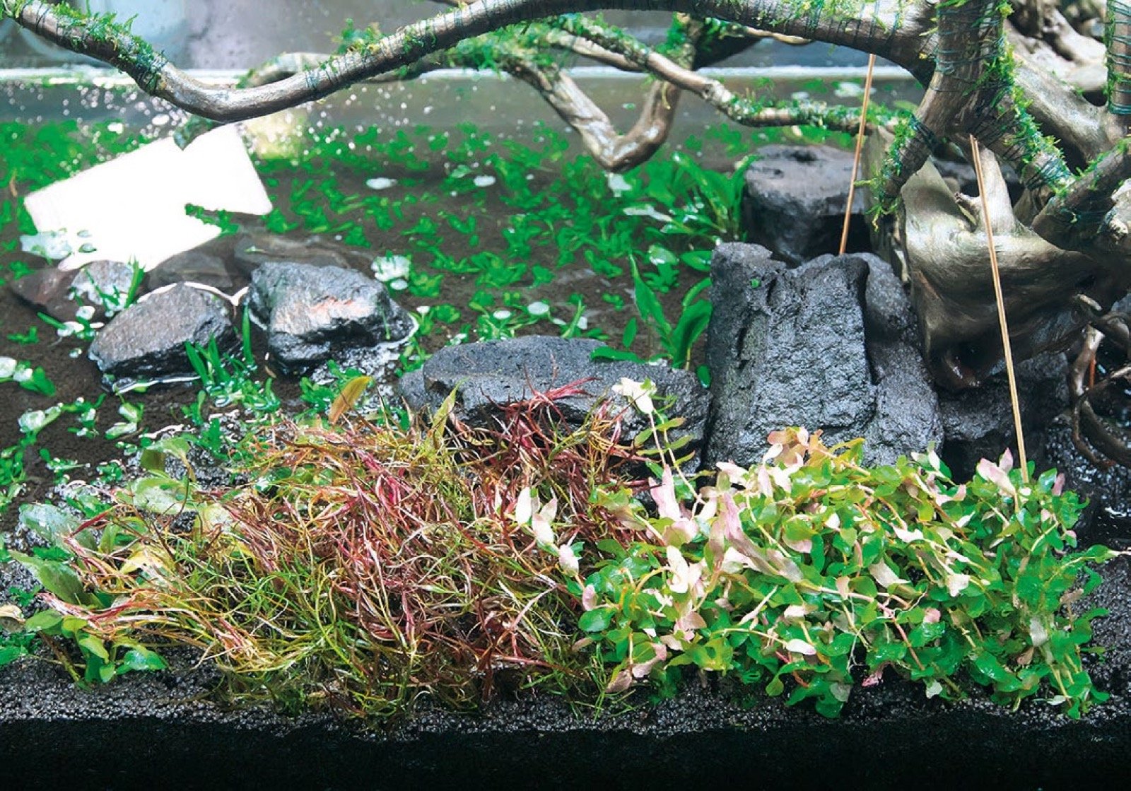 Massifs de plantes à tiges plantés densément dans la partie centrale